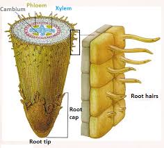 پرونده:Root hair 1.jpg