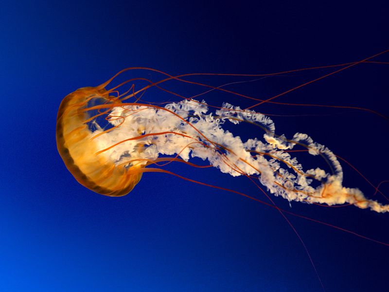 پرونده:Jellyfish.jpg