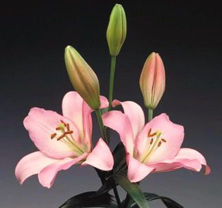 پرونده:25276400-3.jpg