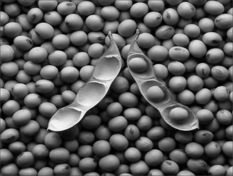 پرونده:25294700-p2.jpg