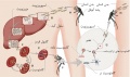 تصویر بندانگشتی از نسخهٔ مورخ ‏۲۱ مهٔ ۲۰۱۷، ساعت ۰۵:۴۶