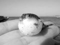 تصویر بندانگشتی از نسخهٔ مورخ ‏۲۱ مهٔ ۲۰۱۷، ساعت ۰۵:۴۶
