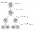 تصویر بندانگشتی از نسخهٔ مورخ ‏۲۱ مهٔ ۲۰۱۷، ساعت ۰۵:۴۶