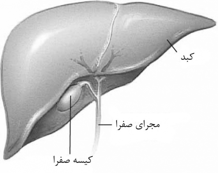 پرونده:35431200.jpg