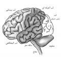 تصویر بندانگشتی از نسخهٔ مورخ ‏۲۱ مهٔ ۲۰۱۷، ساعت ۰۵:۴۶