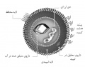 تصویر بندانگشتی از نسخهٔ مورخ ‏۲۱ مهٔ ۲۰۱۷، ساعت ۰۵:۴۶